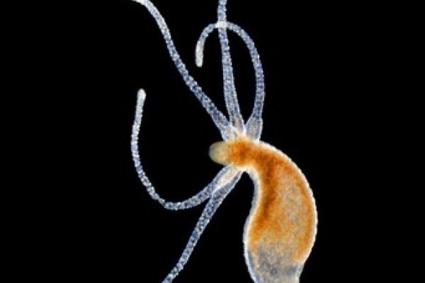 Кракен вход рабочий